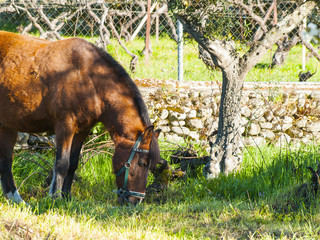 Brown horse on a farm on countryside in springtime