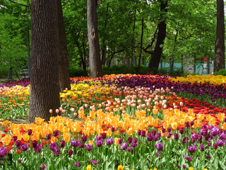 Field of tulips. Flowering of tulips in the parks of the city. Abundance of species of tulips.