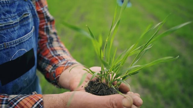 Farmer with green sprout