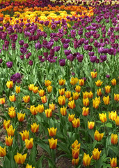 Obraz premium Field of tulips. Flowering of tulips in the parks of the city. Abundance of species of tulips.