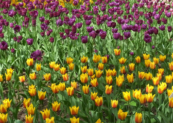 Field of tulips. Flowering of tulips in the parks of the city. Abundance of species of tulips.