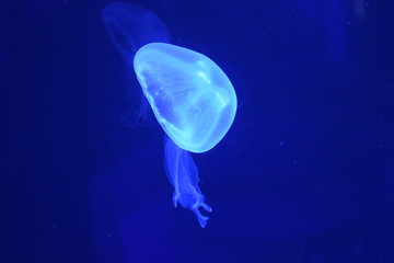 Naklejka na ściany i meble blue Jellyfish
