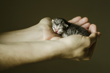 Newborn colorful kitten