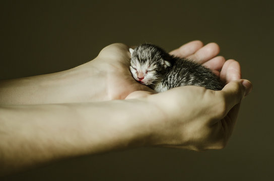 Newborn colorful kitten