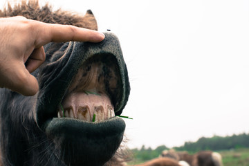 a funny face of a brown horse expression