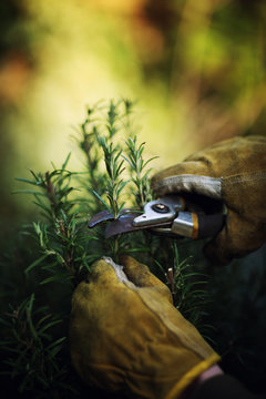 Pruning rosemary