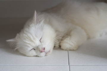 Cat Sleeping on the floor