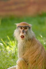 Obraz premium Monkey portrait Erythrocebus patas.