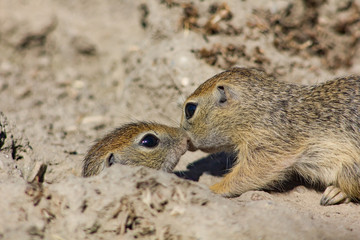 Cynomys ludovicianus