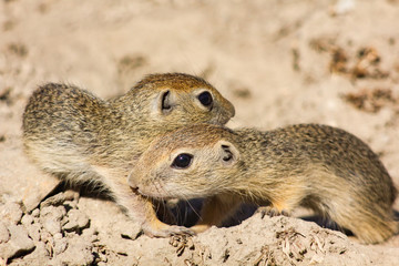 Cynomys ludovicianus