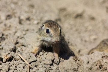 Cynomys ludovicianus