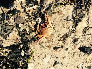 Krabbe Ostsee