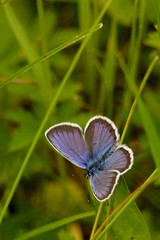 Blue butterfly 