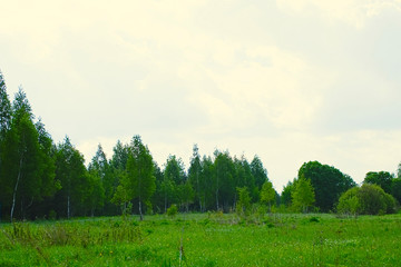 Obraz premium Green spring and summer landscape