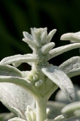 Flower Thymus.