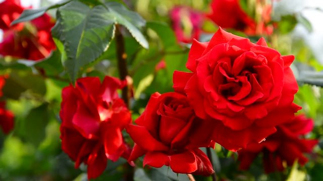 Flower of red rose in the summer garden.