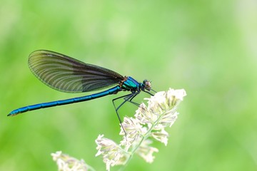 Blue Dragonfly