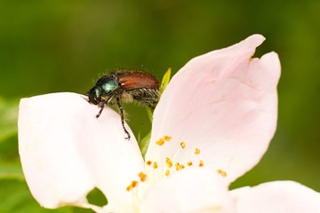 Bug on the flower.