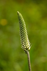 Plantago lanceolata