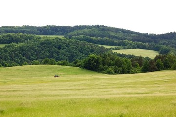 Summer landscape