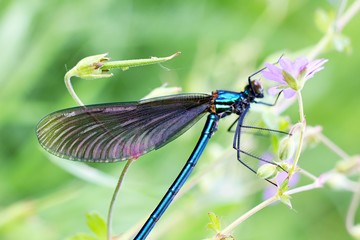 Blue Dragonfly