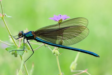 Blue Dragonfly