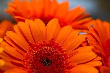 Gerbera flower