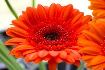 Gerbera flower