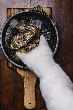 A cat wondering how it's going to open some oysters ? 