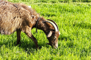 Goat grazing on lush pastures near the river