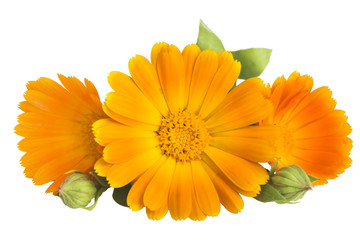  Flowers with leaves Calendula (Calendula officinalis, pot marigold, garden marigold, English marigold) on a white background with space for text.  Medicinal herb. Selective focus