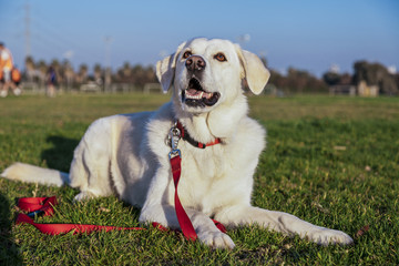 Mixed Labrador Park Portrait