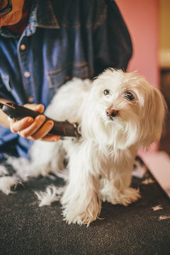 Dog haircut for summertime