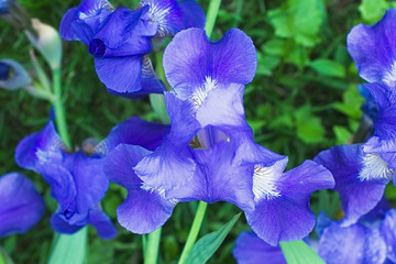 Purple violet iris flowers close up © stfole