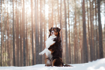 The Australian shepherd in the winter in nature