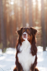 The Australian shepherd in the winter in nature