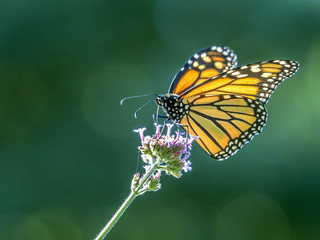  monarch butterfly (Danaus plexippus)
