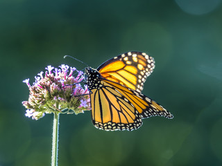  monarch butterfly (Danaus plexippus)