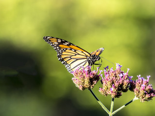  monarch butterfly (Danaus plexippus)