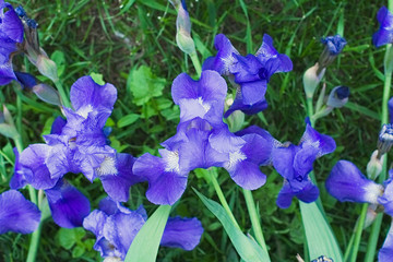 Purple violet iris flowers close up © stfole