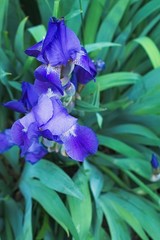 Purple violet iris flowers close up © stfole