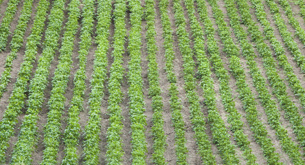 culture of potato plant on rows