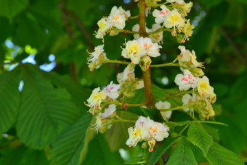 Summer Flower