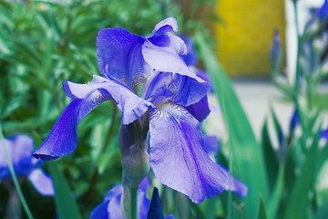 Purple violet iris flowers close up © stfole