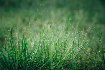 Fresh green grass with morning water drops in mountains, natural background. Close up with shallow focus