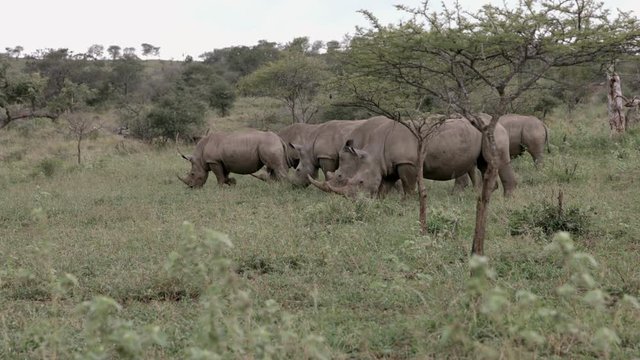A crash of rhinoceroses grazing in the African wilderness. 