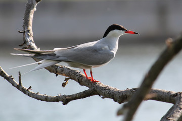 Common tern (Sterna hirundo) sitting on tree branch