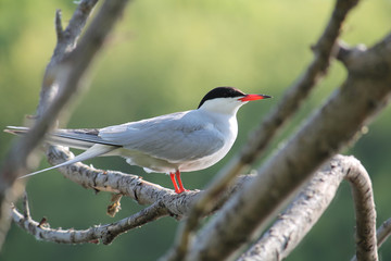 Common tern (Sterna hirundo) sitting on tree branch