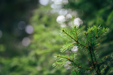 Fototapeta na wymiar Close up of small young fir tree needles with forest at background. Spring blossom background. Image for agriculture, SPA, medical industries and diverse advertising materials