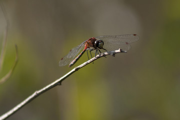White-faced meadowhawk (Sympetrum obtrusum) perched on a branch. Red dragonfly on a twig isolated on a green background.